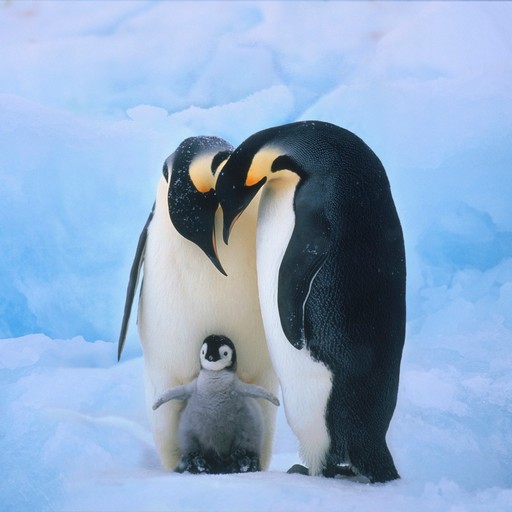 Пингвин обои
