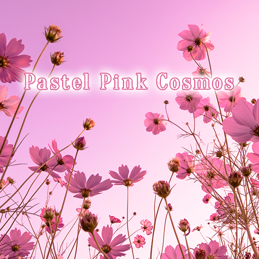 Pastel Pink Cosmos Theme