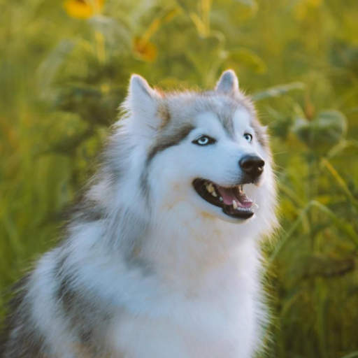 Husky Dog Wallpaper