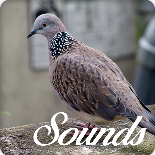 Spotted Turtle Dove Bird Sounds and Ringtone