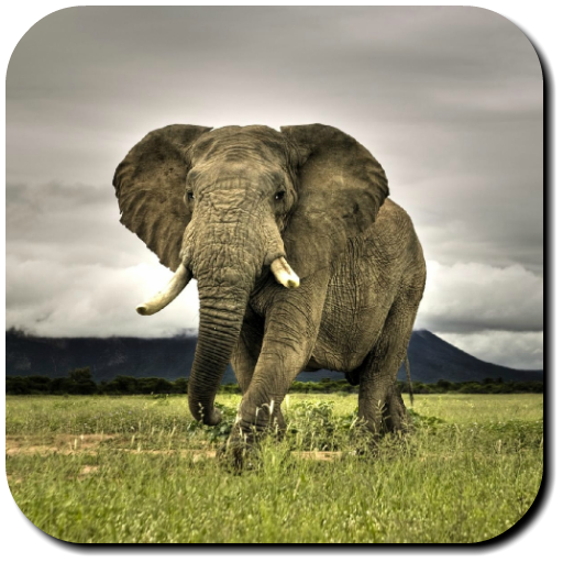 Elephant Wallpapers