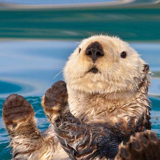 Sea Otter Wallpapers