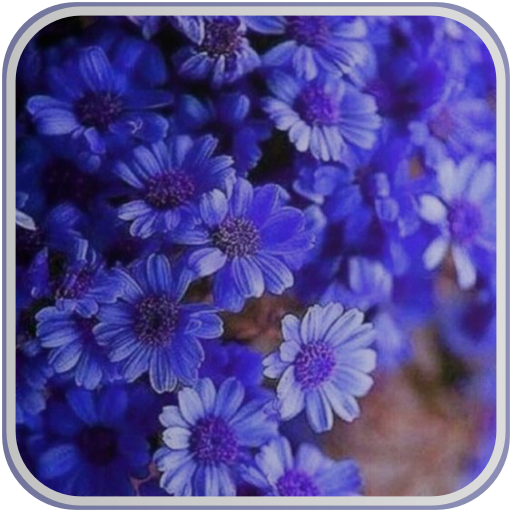 Aster Flower Wallpaper