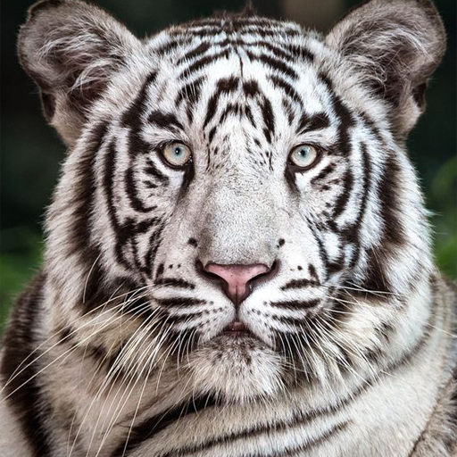 White Tiger Wallpaper 4K