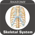 Skeletal System