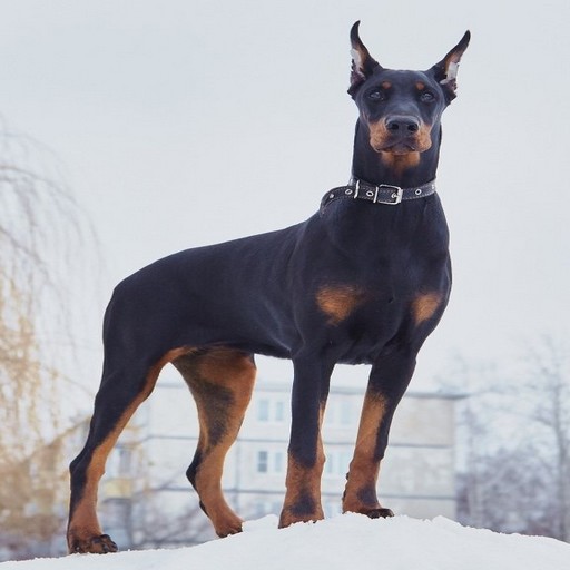 Doberman Duvar Kağıtları