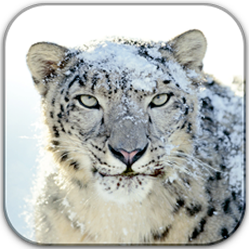 Mac(Snow Leopard) Icons