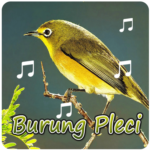 Suara Terapi Burung Pleci