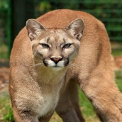 cougar sounds