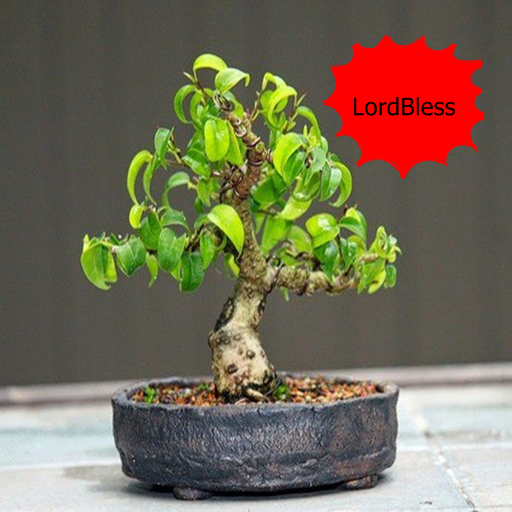 Bonsai Tutorial Complete