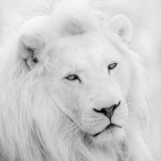 White Lion Wallpapers