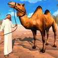 Desert Transport Camel Rider
