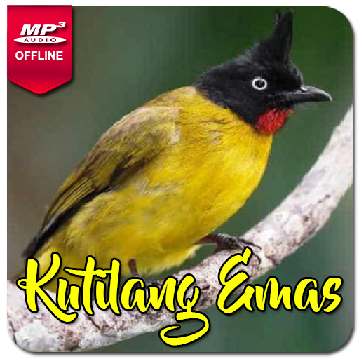 Suara Burung Kutilang Emas