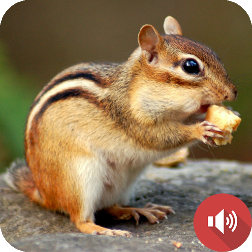 Chipmunk Sounds