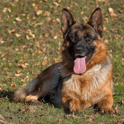 German Shepherd Dog Wallpapers