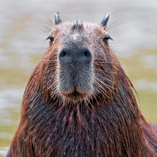 Capybara Wallpaper HD