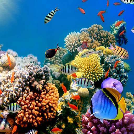 Aquarium Live Wallpaper