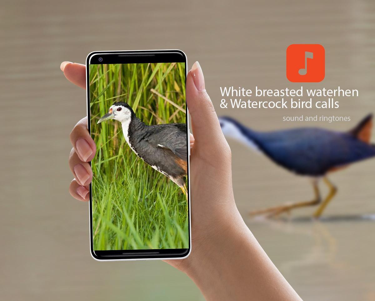 Скачать White breasted waterhen & Watercock bird calls на ПК | Официальный  представитель GameLoop