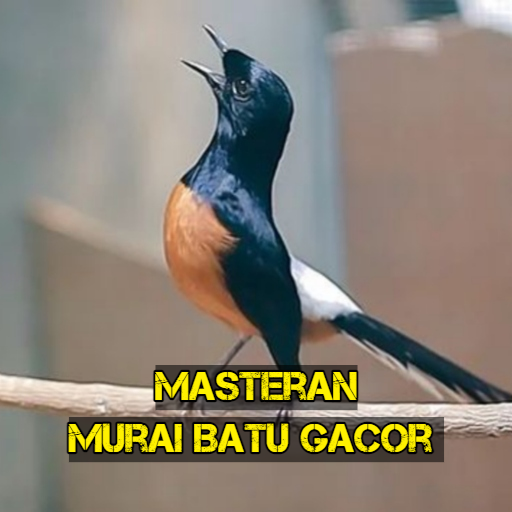 Masteran Murai Batu Gacor