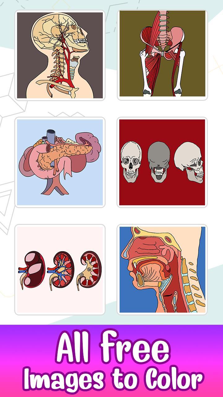 Download Human Body Color by Number Art android on PC