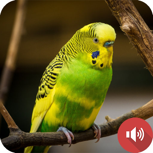 Bunyi Budgerigar