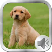 Dog Sounds Ringtones