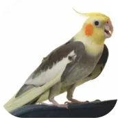 Cockatiel Sounds Offline Mp3