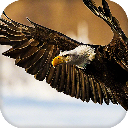 Eagle Live Wallpaper : backgrounds hd