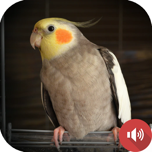 bunyi cockatiel