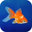 Ikan Mas 3D - Akuarium Santai