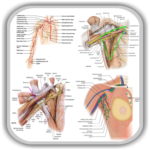 Anatomy Upper Limb and Thorax 