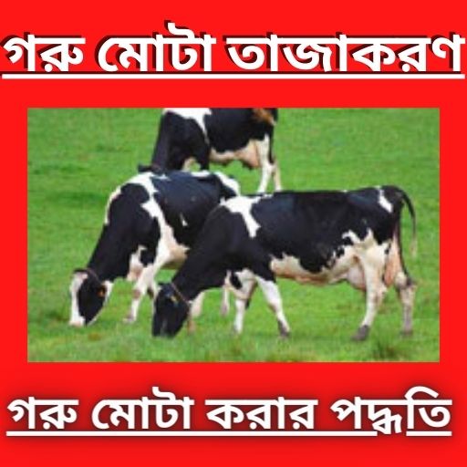 গরু মোটাতাজাকরণ পদ্ধতি-Cow fat