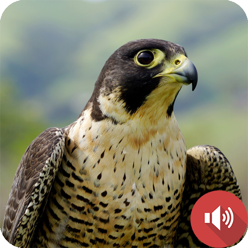 Peregrine Falcon Sounds