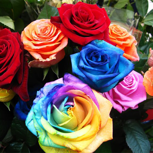 Colorful Roses Wallpapers