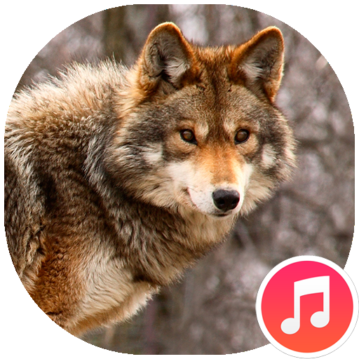 Coyote Sounds