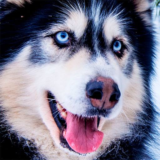 Husky dog Wallpaper HD Themes