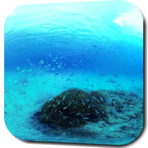 Underwater Video Wallpaper