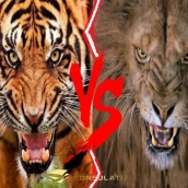 Lion vs Tiger Animal Fights
