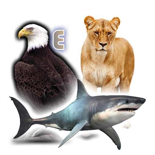 Learn Animals and Birds Sounds