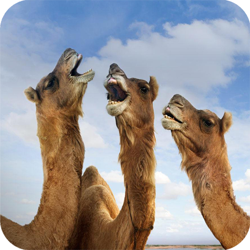 Camel Wallpaper HD