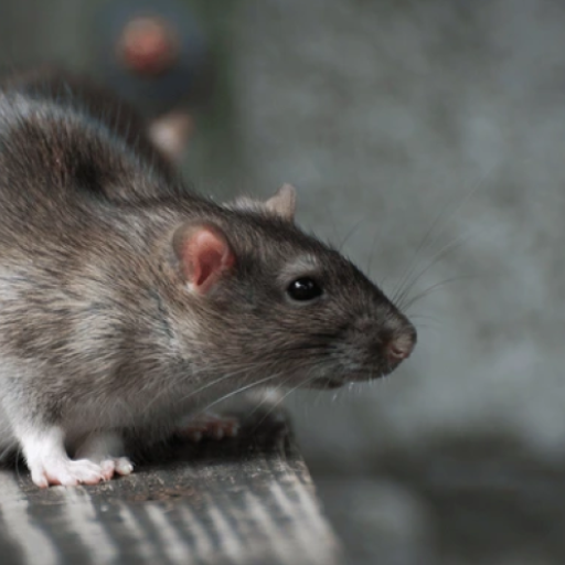 Bandicoot rats sounds