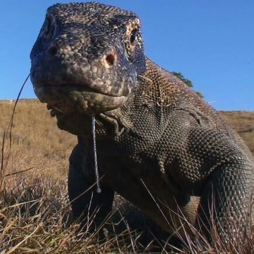 Komodo dragon