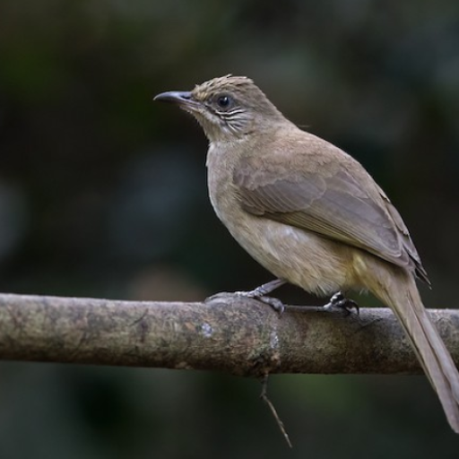 Bulbul Bird Sounds