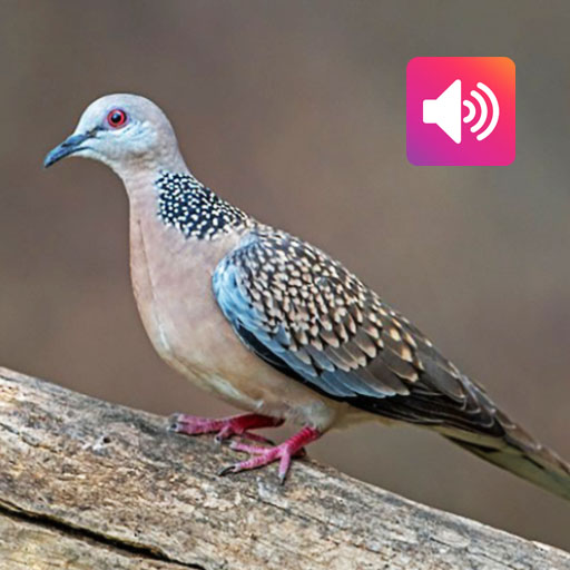 Spotted dove sounds