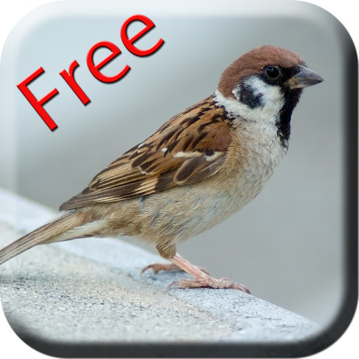 Bird Sounds & Ringtones