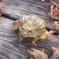 Frog - Zıplayan Kurbağa