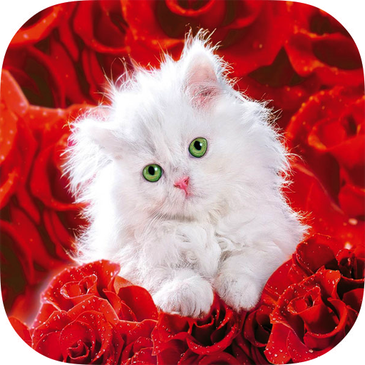 Cats HD Wallpapers