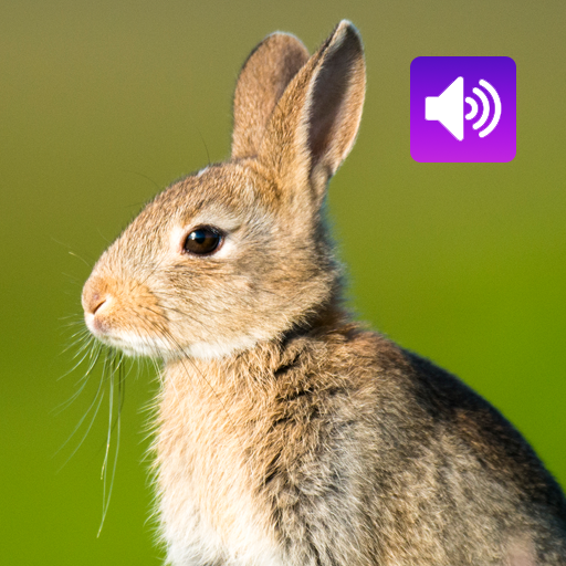 Rabbit: Sound, Ringtone