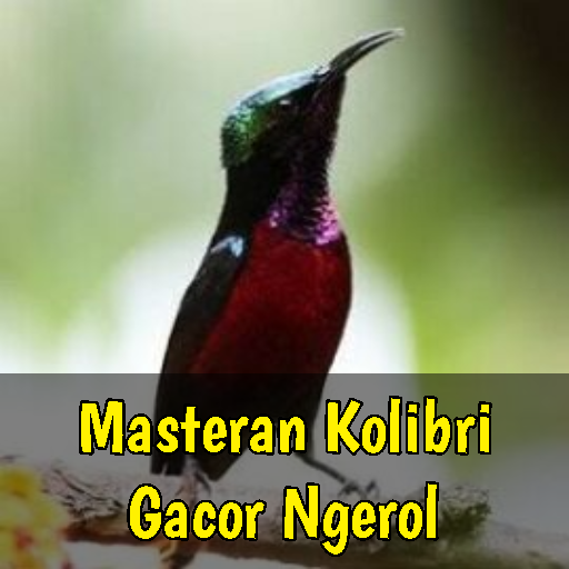 Masteran Kolibri Gacor Ngerol