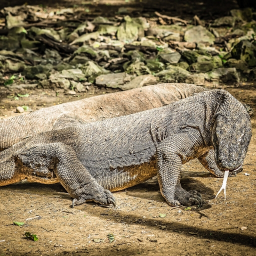 Komodo Dragon  sounds